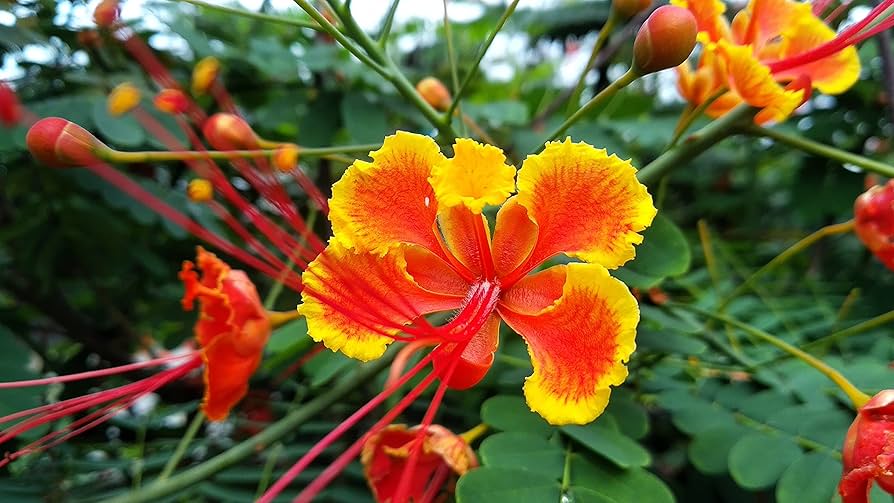 Sri Lanka’s Peacock Flower – Herbal Cancer Research & Ayurvedic Healing